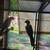 Nanday conure 4 thumbnail