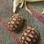 Sulcata Baby torts 2 thumbnail