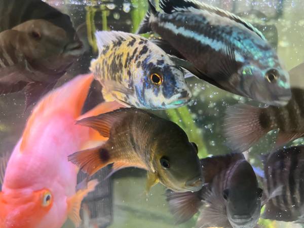 Fresh water fish rehoming (Brush Prairie)63842372507779123
