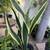 Sansevieria plant( Snake plant or Mother in law plant) 4 thumbnail