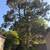 Gonzalez tree service landscaping now affordable tree removal land  la 3 thumbnail