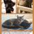 Toro & Ebi - Adorable Male Kittens - DOB 05-19-25 1 thumbnail