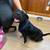 Lab Mix 2 thumbnail