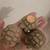 Sulcata tortoises 3 thumbnail