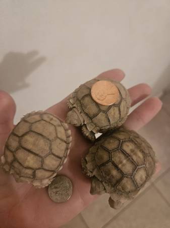 Sulcata tortoises (Palmdale)63893714044803122