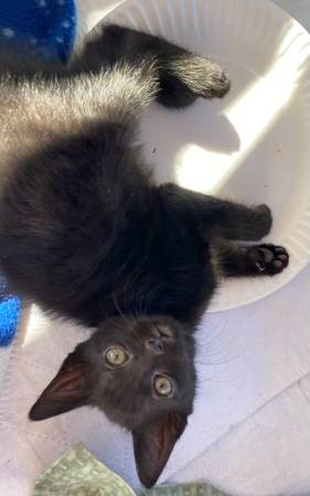 Kittens (Spanaway)63874561370883124