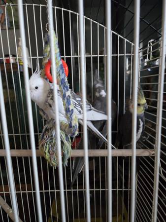 Cockateils rehoming 1
