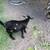 Nigerian Dwarf 3 thumbnail