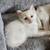 Flame Point Siamese kittens 14 thumbnail