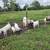 Goats for sell 8 thumbnail