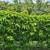 Passion Fruit Vine Plant Starter Nancy Garrison 4 thumbnail