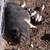 🐐🐖 Pigs & Goats for Sale – Built for Homesteaders & Preppers - From 3 thumbnail