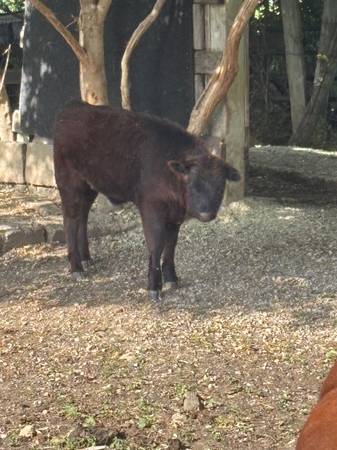 Mini cows 1