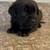 Female Cane Corso Puppies 1 thumbnail