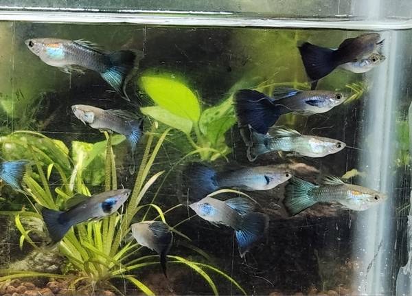Halfblack green and Halfblack blue males guppies (Airpark)63857444754691122