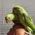 Rosellas & Ringnecks 4 thumbnail