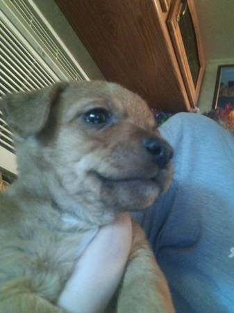 Chiweenie puppies (Waco)63661959632771122