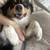 AKC Aussie 1 thumbnail