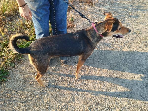 Year old mixed dog free to good home (Hillsboro, OR)63842374325379121