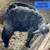 Angora Mixed Goats For Sale or Trade 1 thumbnail