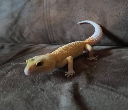 Leopard gecko (Lynchburg)63148942827523122