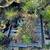 *Plant & Tree Sale* 2 thumbnail
