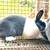 Dutch rabbits 2 thumbnail