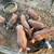 Meat piglets 3 thumbnail