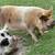 KuneKune Sows - Ready to breed this fall 5 thumbnail