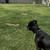 Amazing Boxer mix for rehoming ONLY to a good home 1 thumbnail