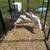 Turkeys breeding trio 2 thumbnail