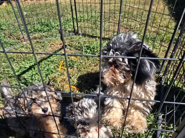 shihtzu poodle pups vetted602906498182031362