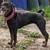 Dogs looking for home, can seperate - No fault of theirs 6 thumbnail