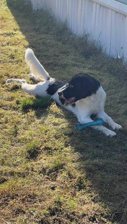 LOST DOG PLEASE CONTACT IF SIGHTED (Tenino)64167240816385123