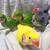 Indian ringneck parrotd 1 thumbnail