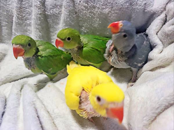 Indian ringneck parrotd 1