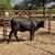 3 Brangus heifers GENTLE 19 thumbnail