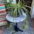 Healthy Flowering Spider Plant w/ A Dozen+ Pups in Purple Ceramic 1 thumbnail