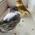 Gloster canary 7 thumbnail