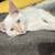 Kitten rehoming ($50 rehoming fee) 2 thumbnail