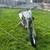 2008 rm suzuki 250 4 stroke dirtbike 1 thumbnail
