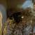 3 male gerbils 2 thumbnail