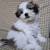 Fullycolor shihtzus 2 thumbnail
