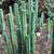 Sacred Succulents Bridgesii SS02 San Pedro cactus Bolivian torch 4 thumbnail