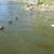 Bluebill Duck Decoys 7 thumbnail