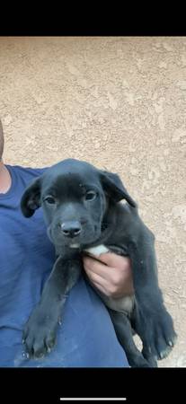 Cane Corso mix63873027777409120