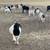 Boer Goat commercial herd 8 thumbnail