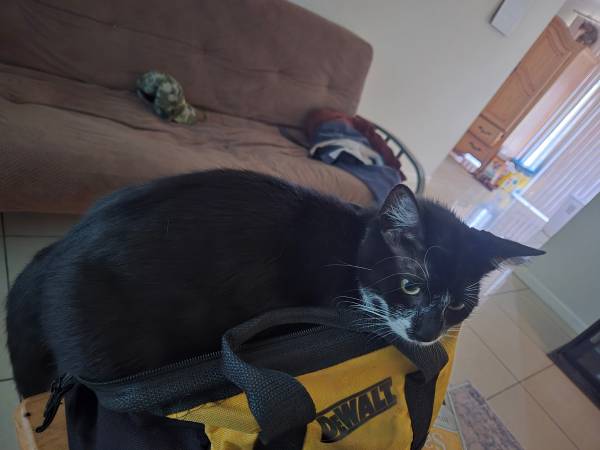 Re-homing older female kitten (Fort Myers)63977625680131120
