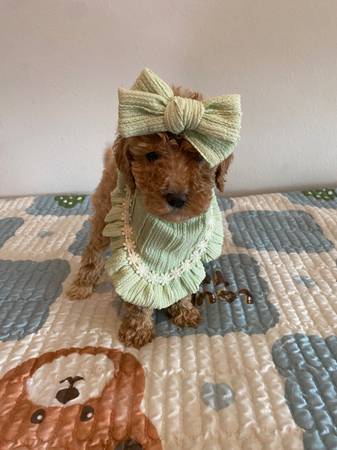 Medium Goldendoodle f1b (Metairie)63904508023170122