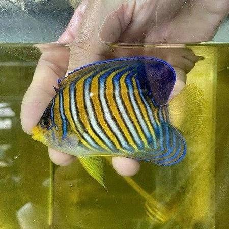 RARE regal Angel fish 1